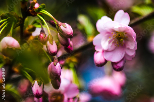 View of the blooming apple and cherry trees in the garden in spring. Nature background, the beginning of life, sunny day.