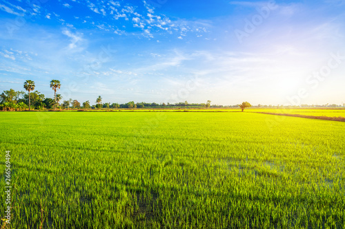 Fototapeta Naklejka Na Ścianę i Meble -  Beautiful green cornfield with sunset sky background.