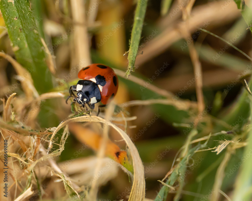 Fototapeta premium Seven-spot Ladybird