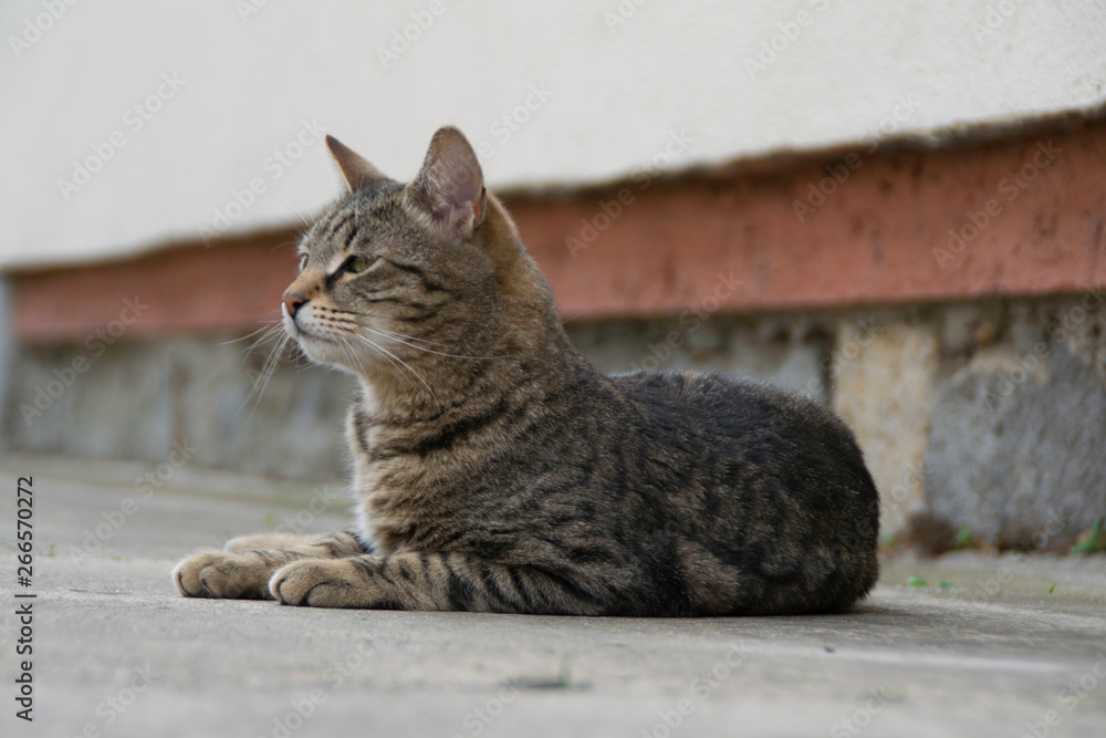 Gray striped kitten lying on the concrete