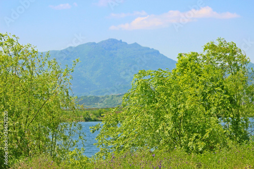 금오산이 보이는  낙동강변 수양버들나무 잎