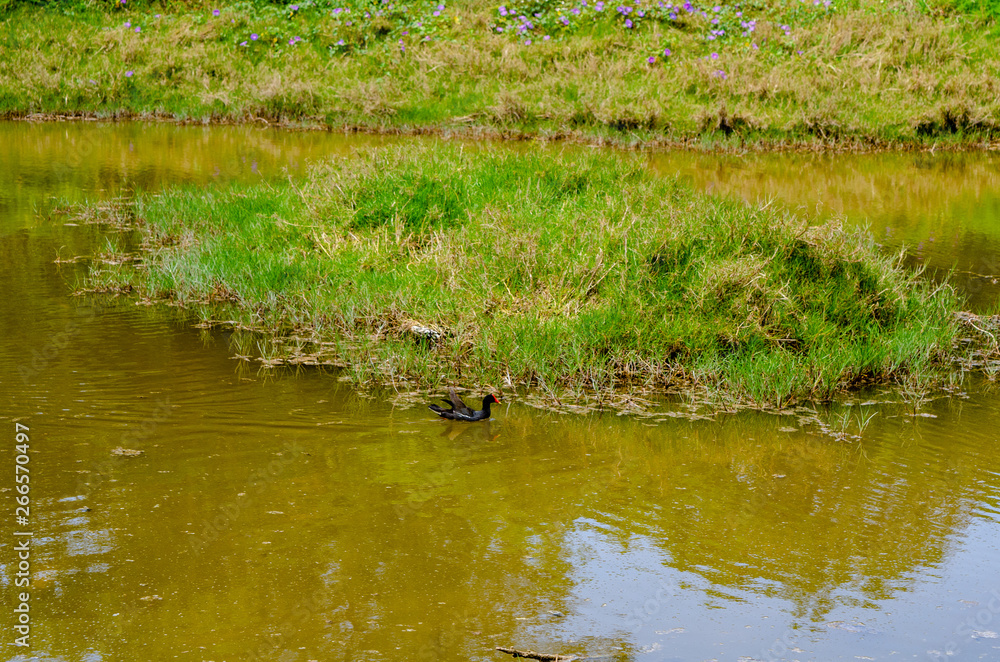 Duck on Spittal Pond Duck on Spittal Pond