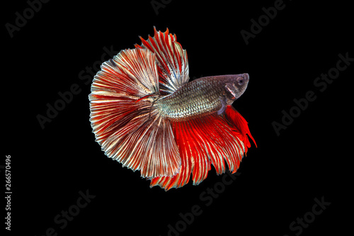 Cuadro en lienzo The moving moment beautiful of red siamese betta fish or fancy betta splendens fighting fish in thailand on black background