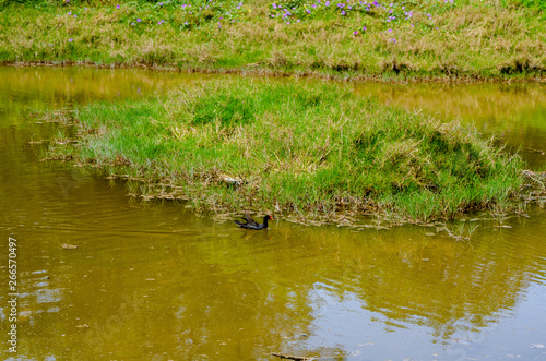 Duck on Spittal Pond