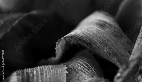 Wallpaper Mural Withered Torontodigital.ca