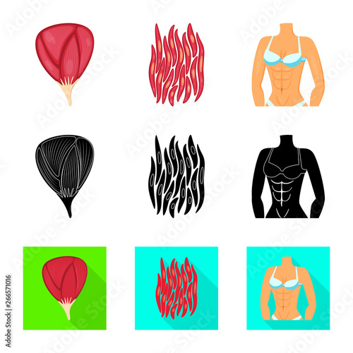 Isolated object of fiber and muscular sign. Set of fiber and body  vector icon for stock.