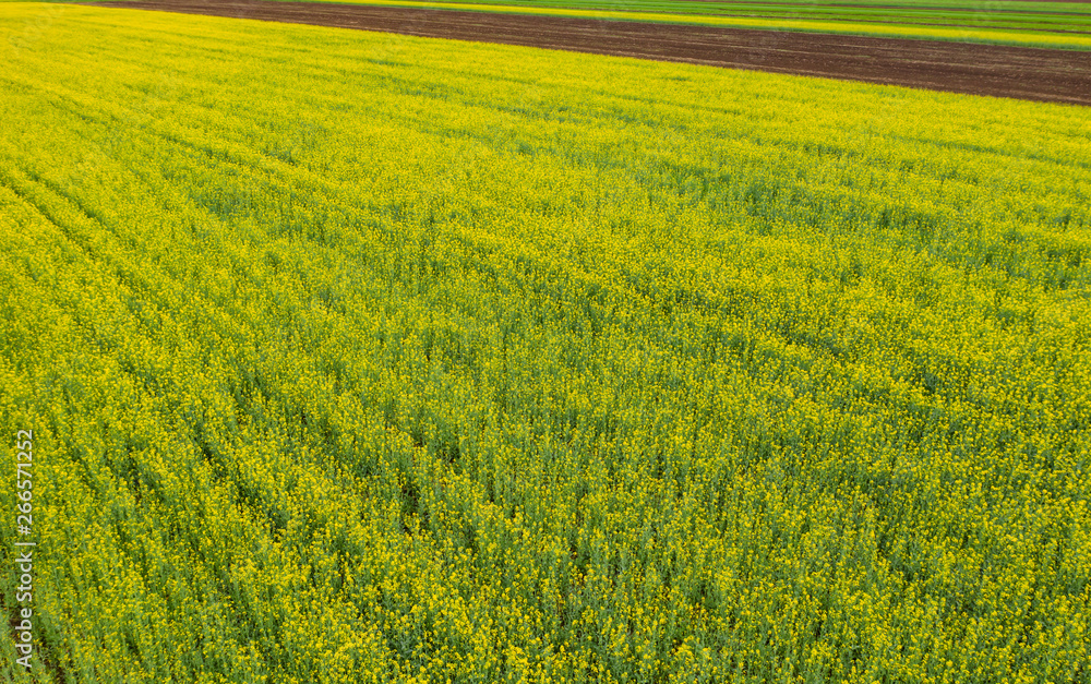 Spring rapeseed fields top view. Spring rapeseed fields top view.