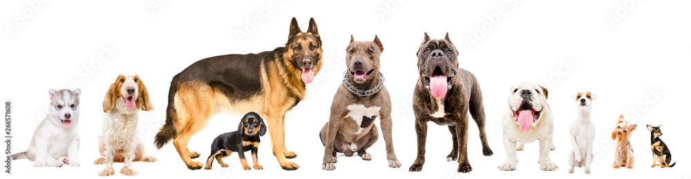 Group of ten dogs isolated on white background