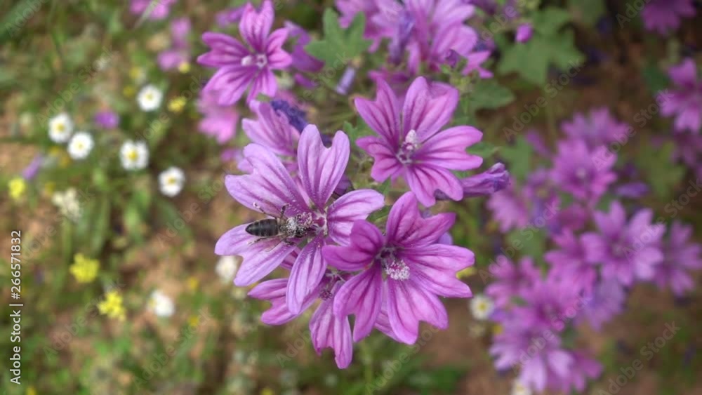 Bee covered in pollen flying away from purple mallow flower. Slow motion. Bee covered in pollen flying away from purple mallow flower. Slow motion.