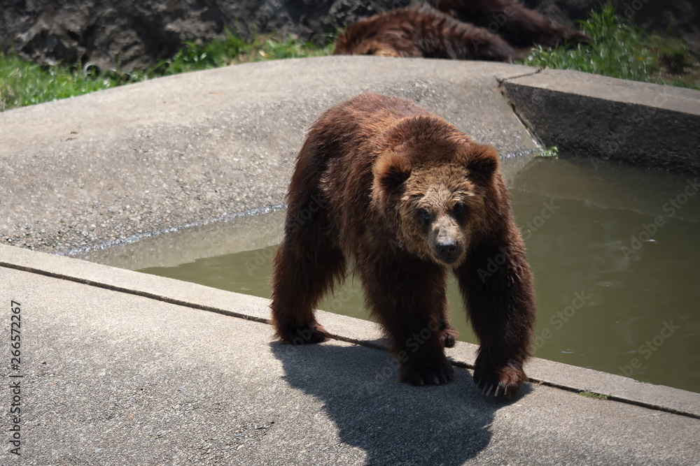 Obraz premium 歩いているエゾヒグマ