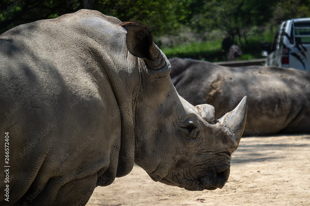 Fototapeta premium 横たわるミナミシロサイ