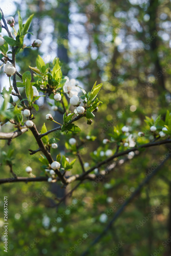Swollen flower buds together with snow-white cherry-plum flowers against the background of spring greenery.