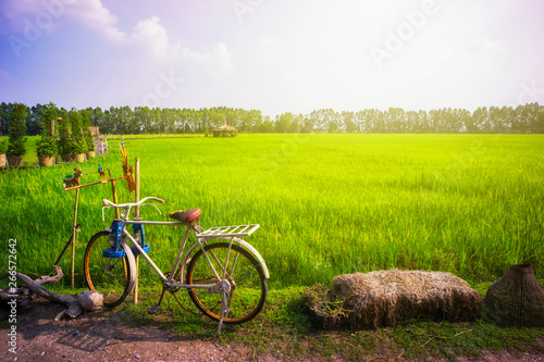 old bicycle in the rice field