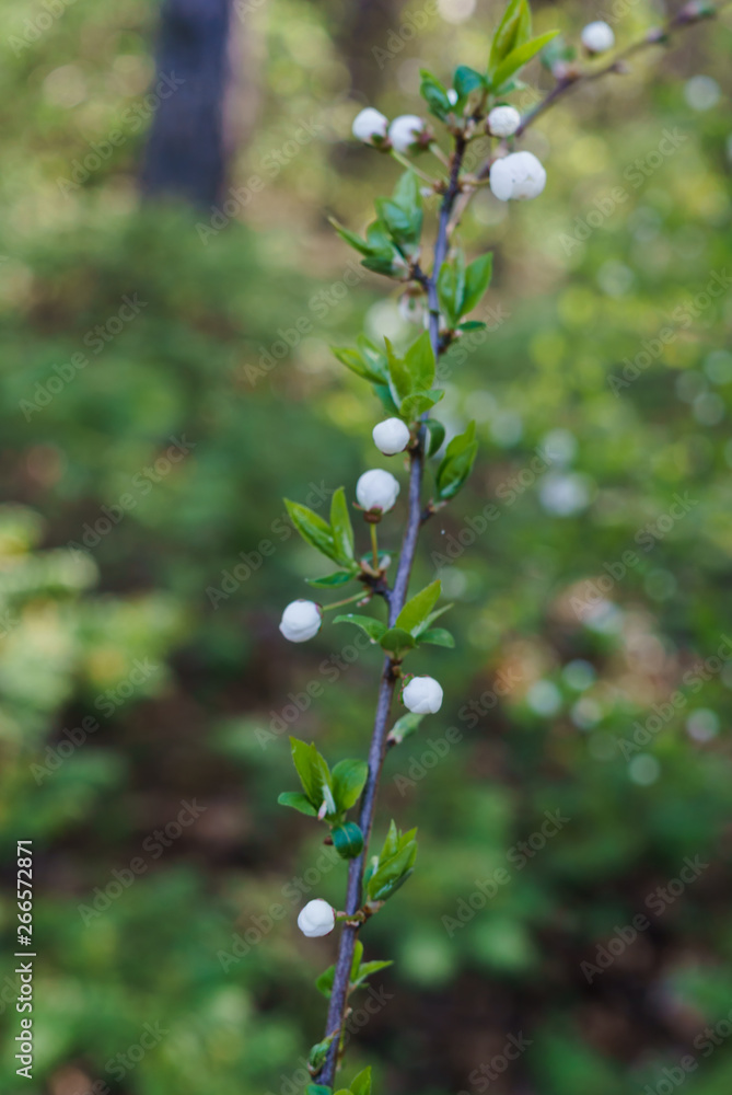 Swollen flower buds together with snow-white cherry-plum flowers against the background of spring greenery. Swollen flower buds together with snow-white cherry-plum flowers against the background of spring greenery.