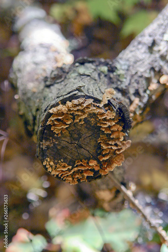 Bracket Fungi Growing on Dead Wood photo