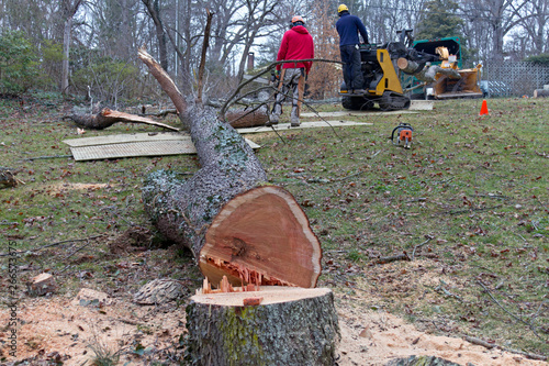 Arborists Cut Down and Chip Up an Old Cherry Tree