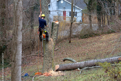 Roped in Arborist Taking Down a Tree photo