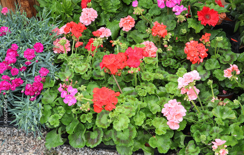 lush plants with red and ppink geraniums flowers for sale photo