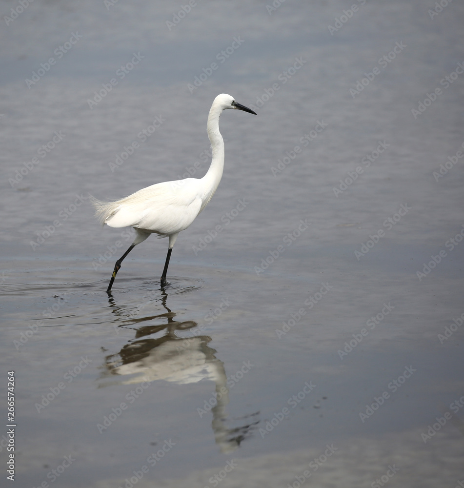 young white little egret