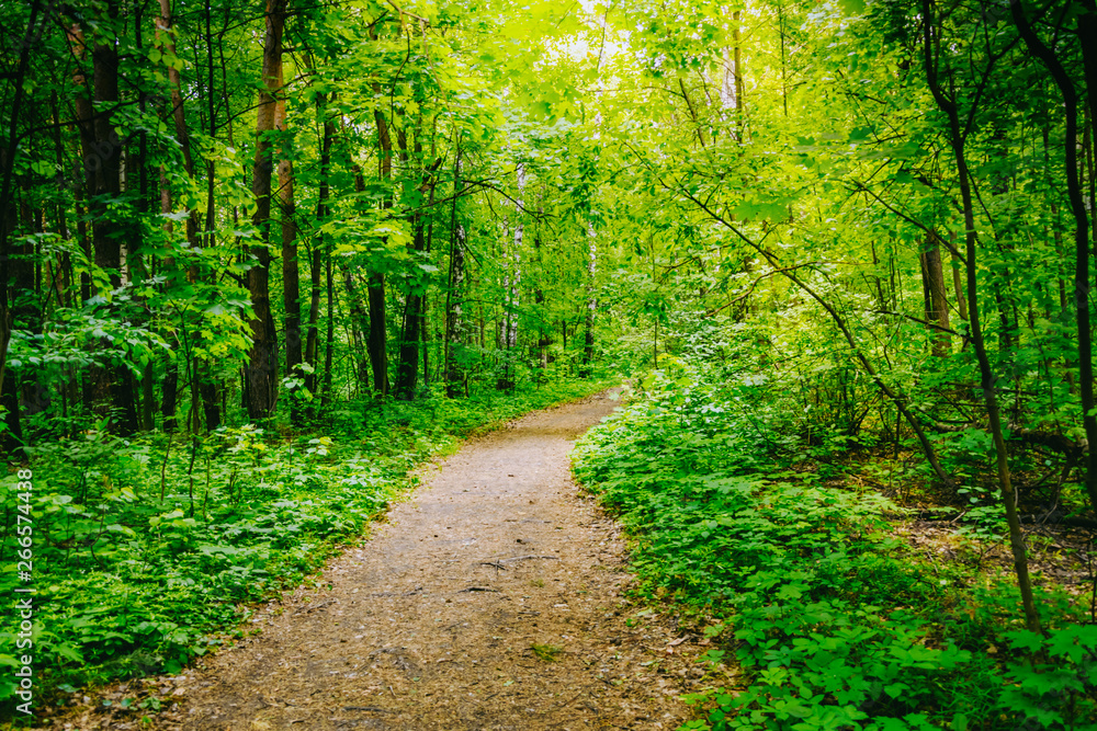 Path in the summer forest with green grass and trees Path in the summer forest with green grass and trees