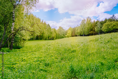 Sunny summer meadow with green grass and trees
