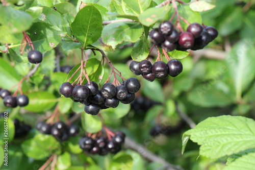 Aronia. Chokeberry berries