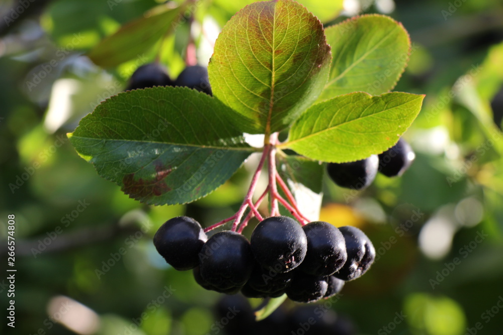 Aronia. Chokeberry berries Aronia. Chokeberry berries
