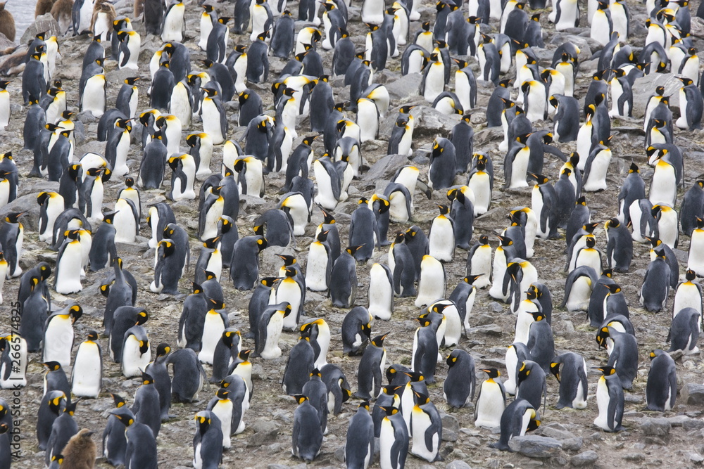 Obraz premium King penguin colony on South Georgia Island