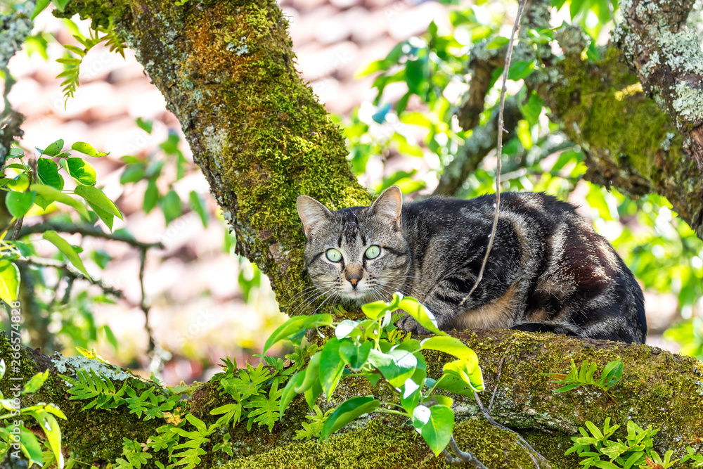 Grey cat on the top of a big tree