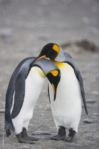 King penguins during a mating ritual on South Georgia Island