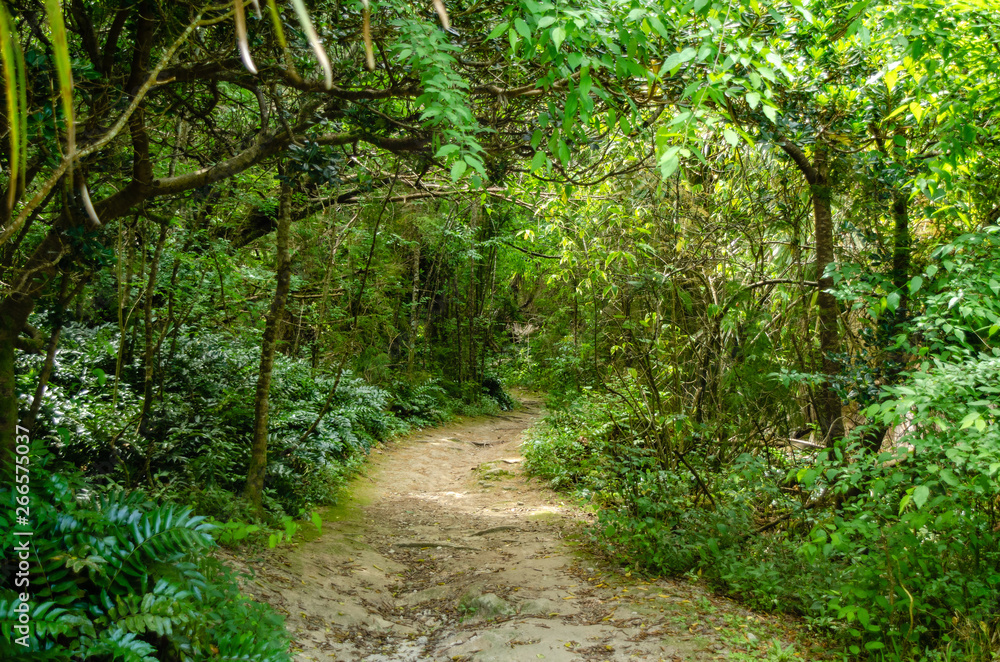 Fototapeta premium Trail of green