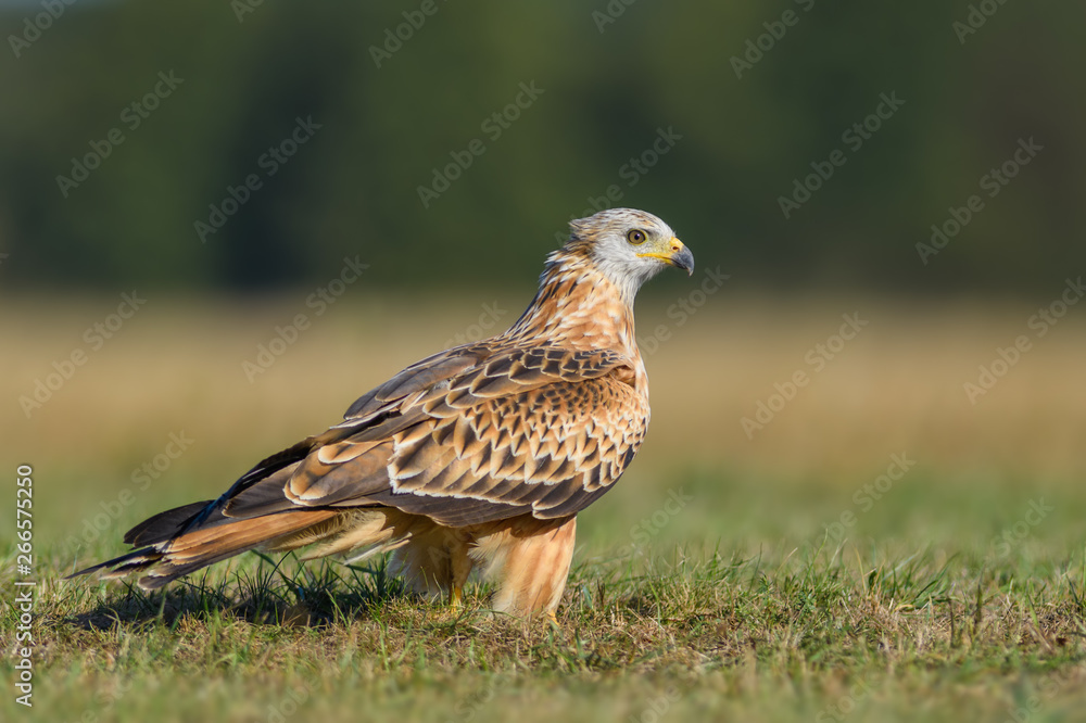In the meadow/Red Kite In the meadow/Red Kite