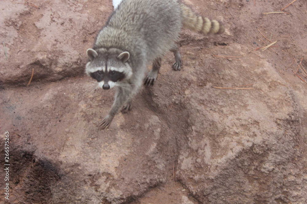 Raccoon on Rock Staring