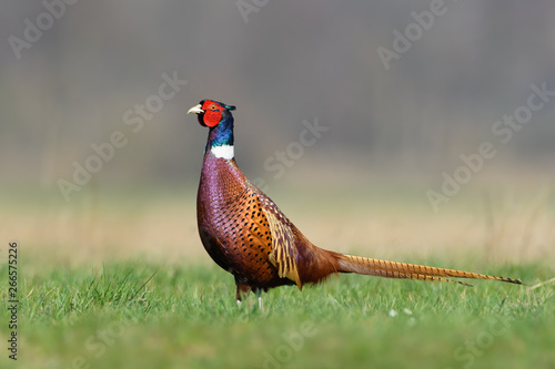 Walk the meadow in winter/Common Pheasant