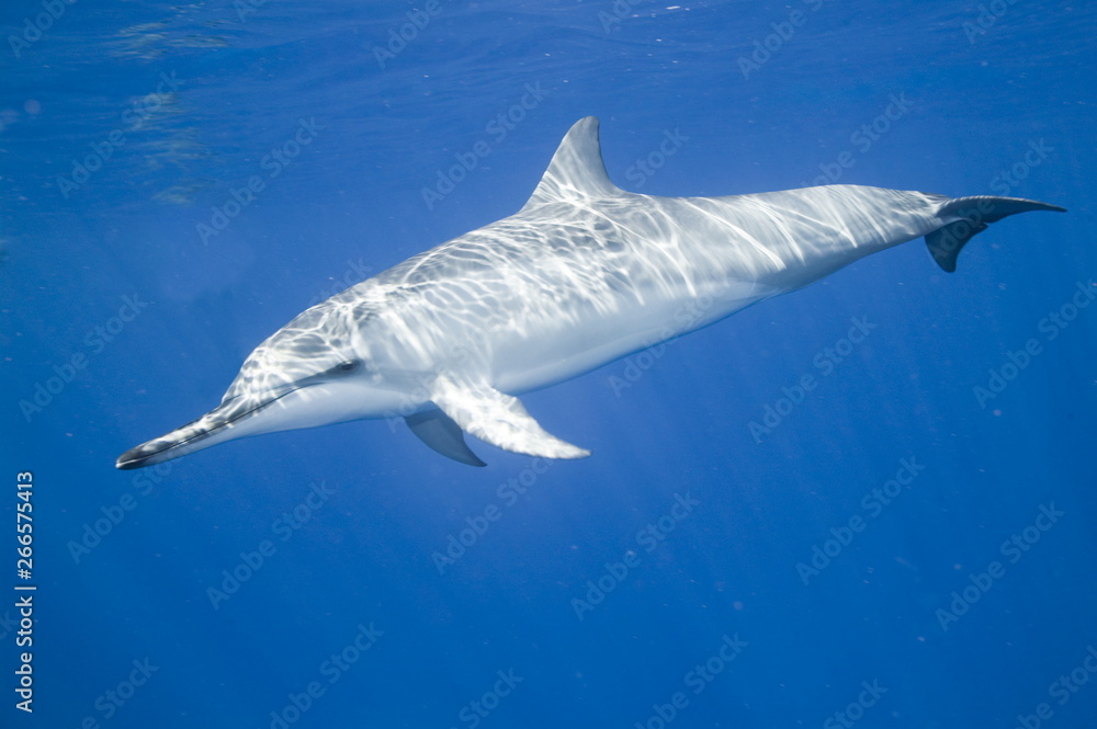 Spinner dolphin swimming underwater