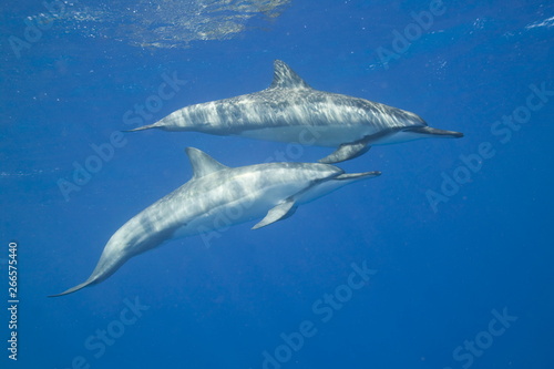 Spinner dolphins swimming in the ocean