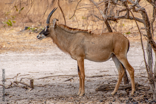 Roan antelope, Hippotragus equinus, savanna antelope found in West, Central,  East and Southern Africa. Detail portrait of antelope.