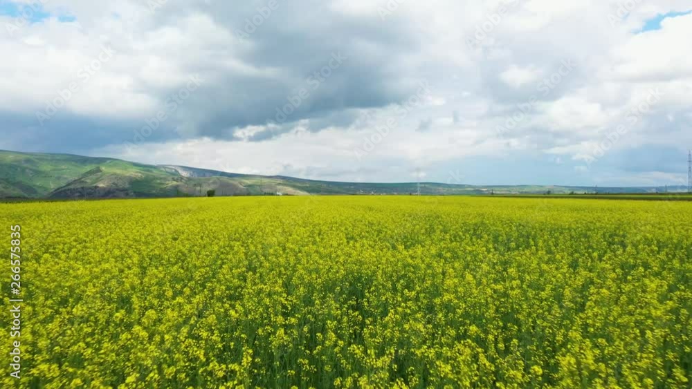 Drone view of blooming rapeseed. Drone view of blooming rapeseed.