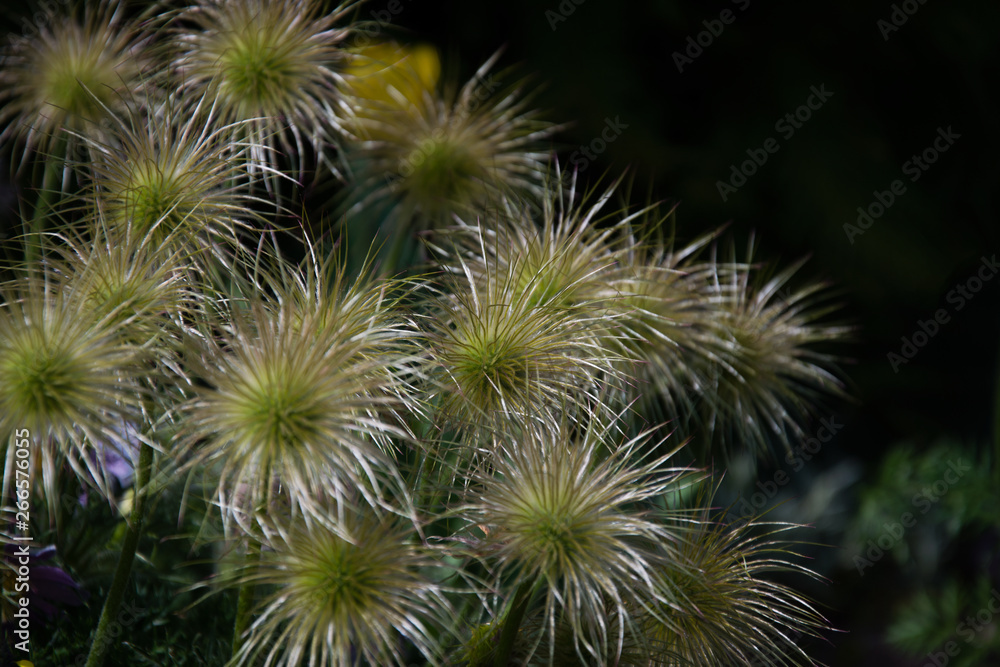 Bunch of Faded Pasque Flowers on black background Bunch of Faded Pasque Flowers on black background
