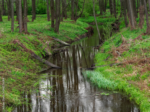beautiful quiet forest stream in the spring