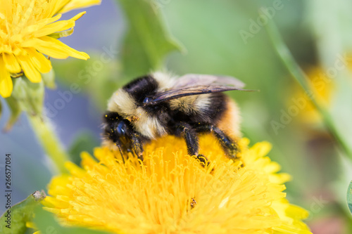 Bumblebee on Dandelion