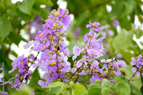 Wallpaper Mural Trees that grow naturally. With beautiful purple flowers Torontodigital.ca