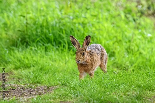 A young European hare (Lepus europaeus). It is facing the camera, walking forwards through grass.