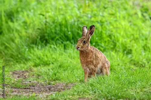 A young European hare (Lepus europaeus). It is sitting in grass, looking slightly to one side.
