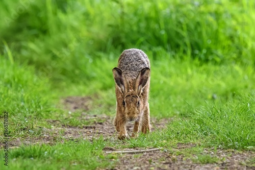 A young European hare (Lepus europaeus). It is walking directly towards the camera, with its head held low. There is grass in the background.
