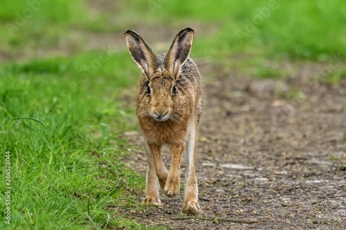 Fototapeta Naklejka Na Ścianę i Meble -  A young European hare (Lepus europaeus). It is a close-up view, with the hare moving towards the camera, with its front paws off the ground.