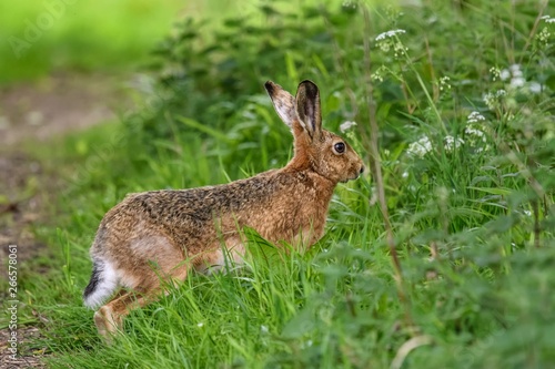 A young European hare (Lepus europaeus). It is a close-up view, with the hare seen side-on, in long grass with white flowers around.