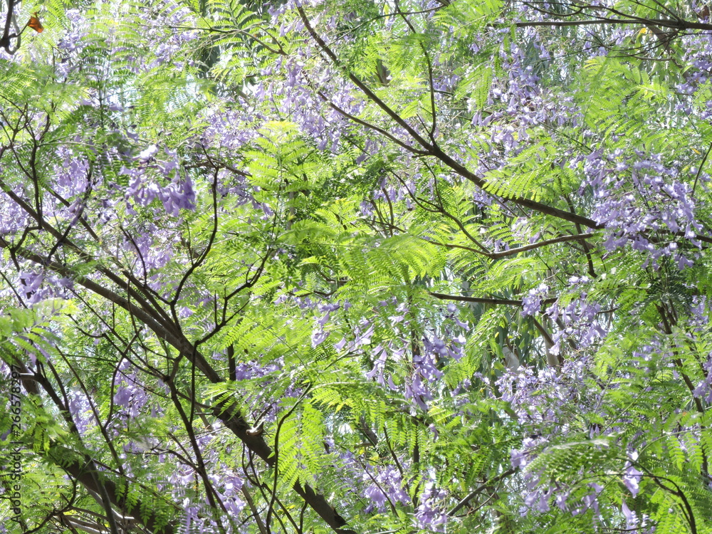 Fototapeta premium tree in spring