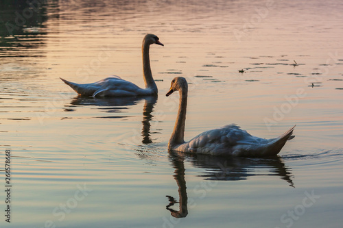 Couple of beautiful white swans float on the surface of Bodom Lake at sunset  Espoo  Finland