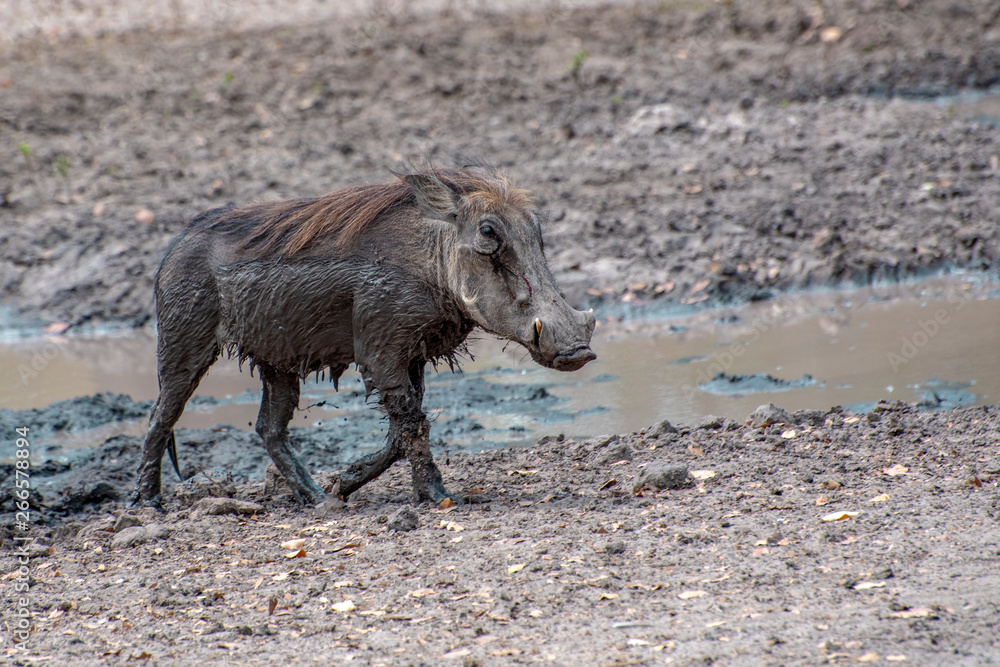 Warthog (Phacochoerus africanus) in a natural environment, West Africa ,Senegal Warthog (Phacochoerus africanus) in a natural environment, West Africa ,Senegal